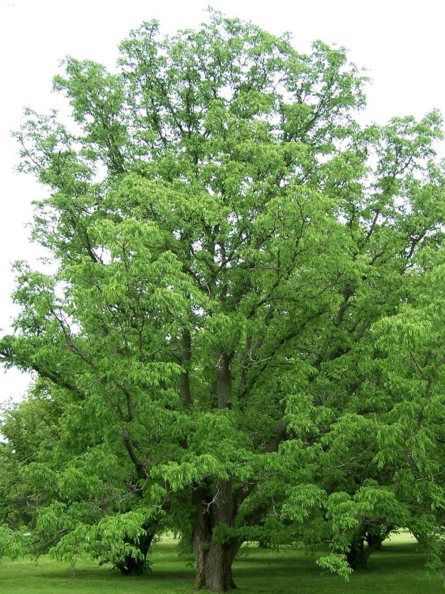 Бархат Амурский