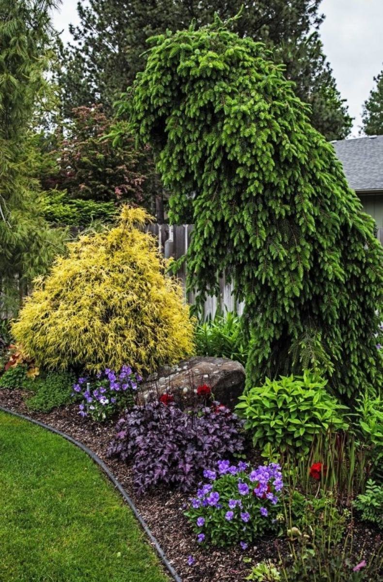 Можжевельник и гортензия метельчатая в ландшафтном