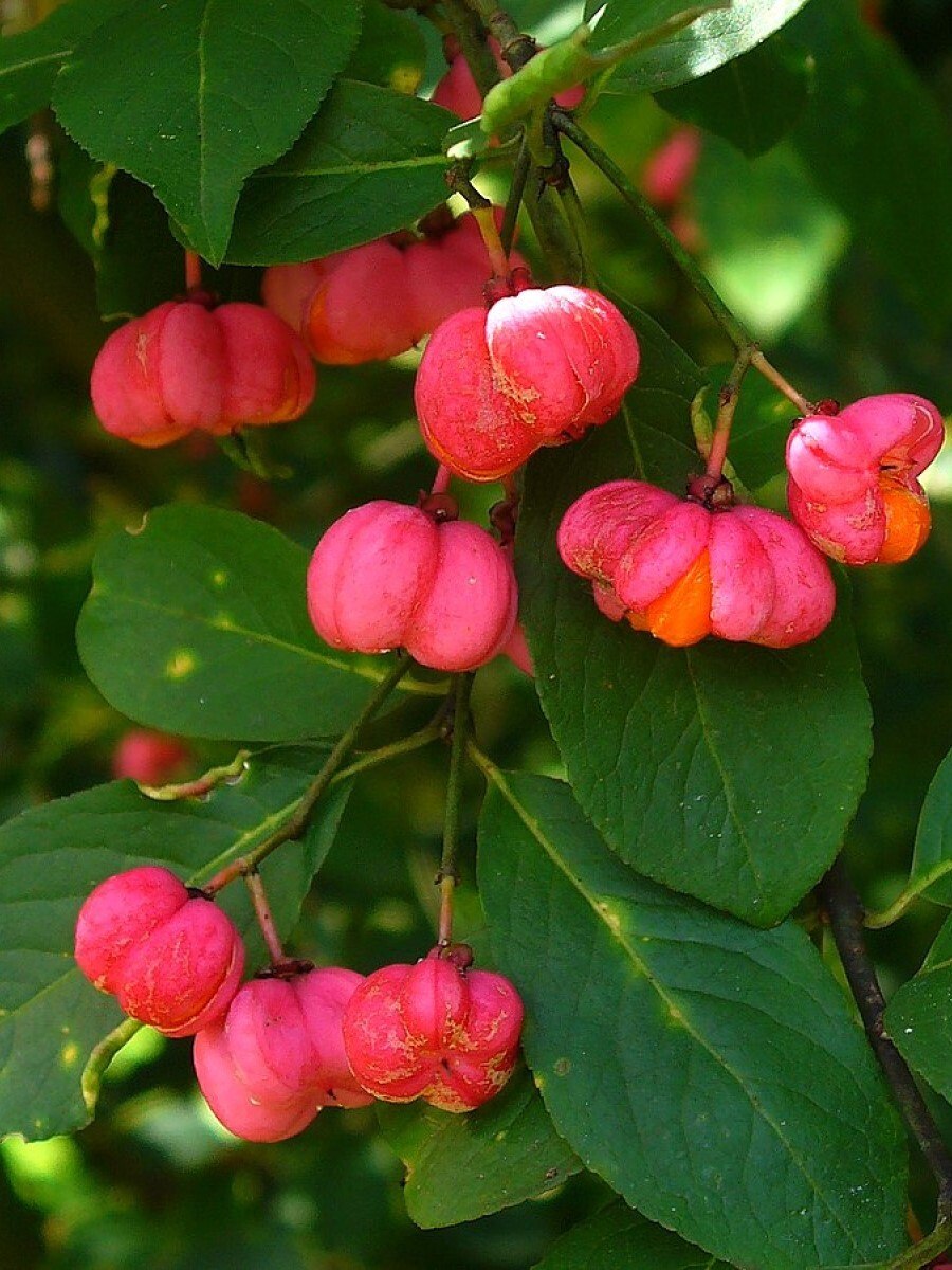 Бересклет Европейский бородавчатый