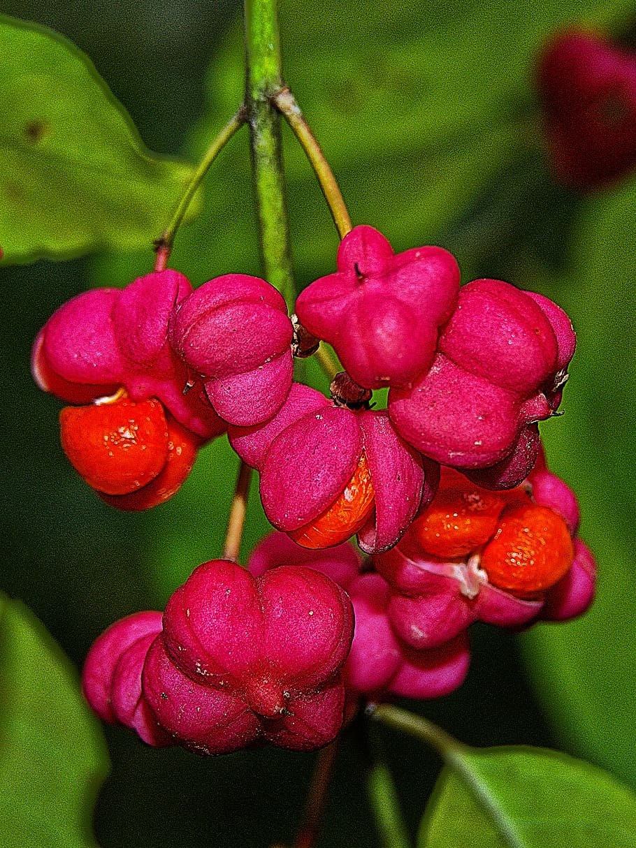 Бересклет бородавчатый крона