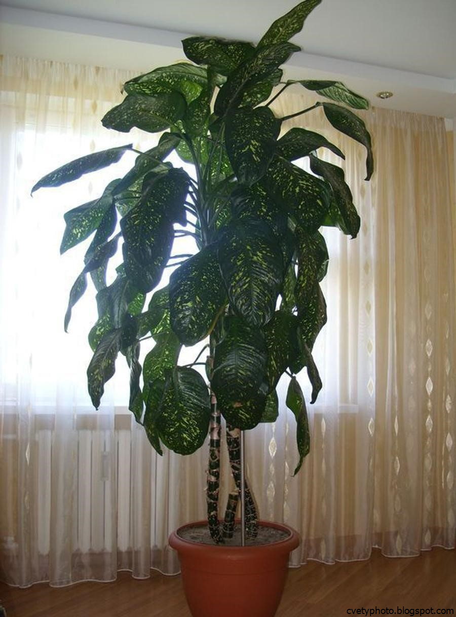 Монстера субпината