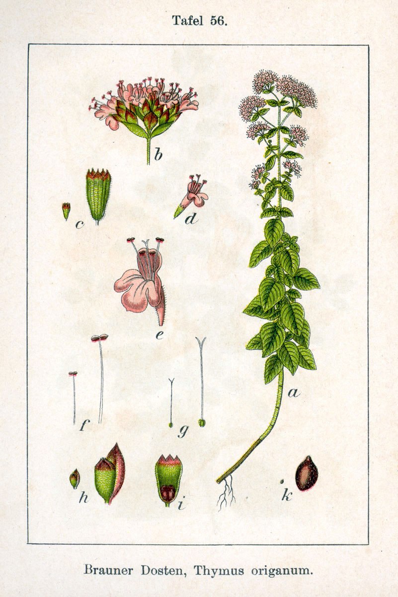 Thymus serpyllum гербарий