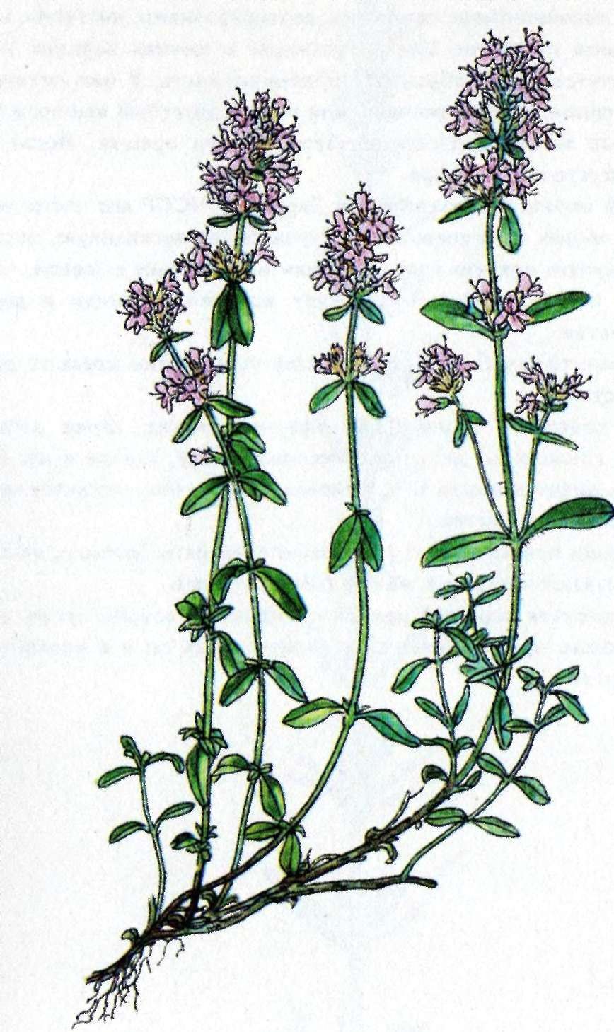 Чабрец рисунок