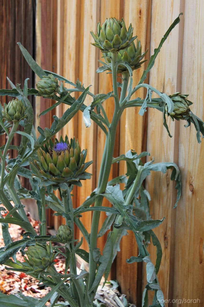 Стебли артишока