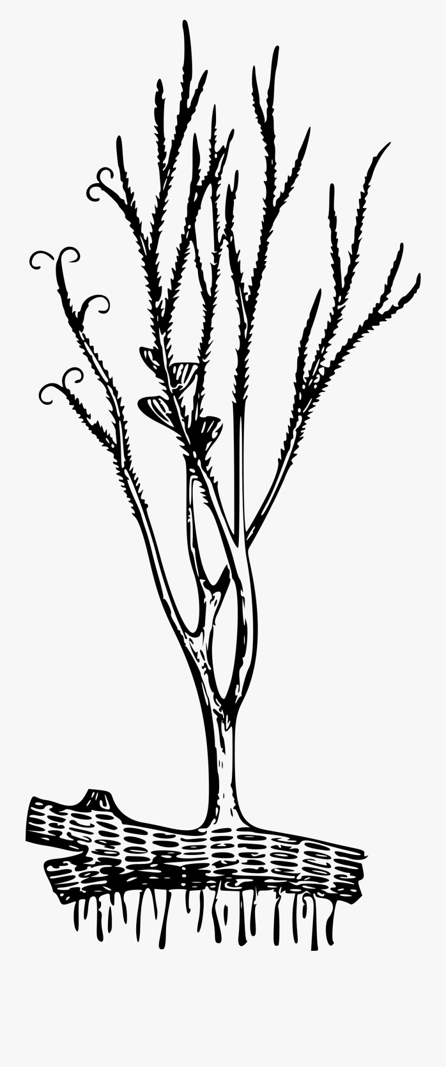 Риниофит Риния