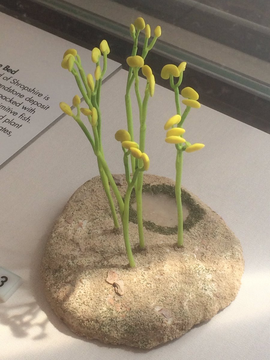 Куксония Силур