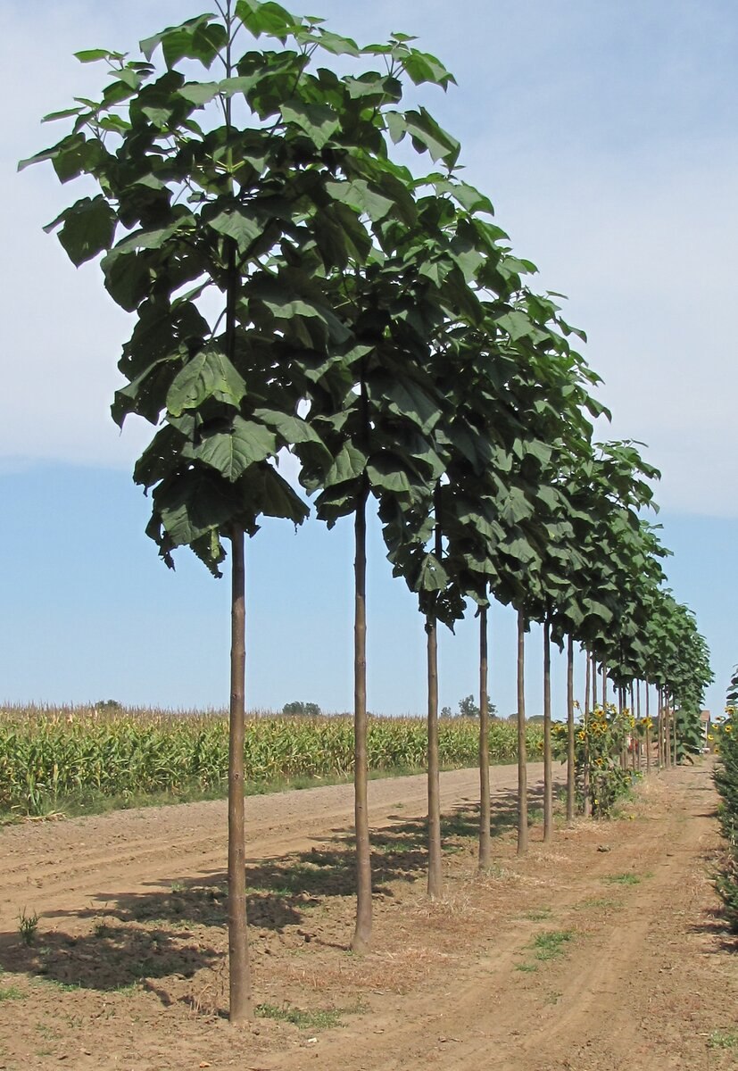 Павловния Катальполистная