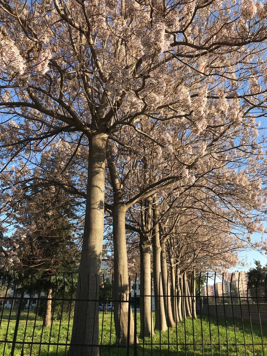 Павловния дерево