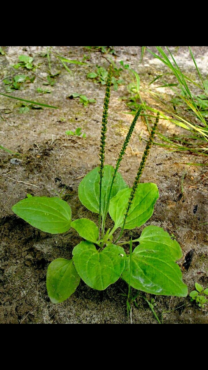 Подорожник прикол
