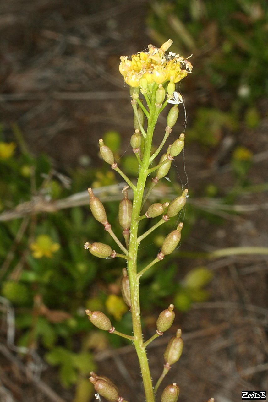 Camelina microcarpa
