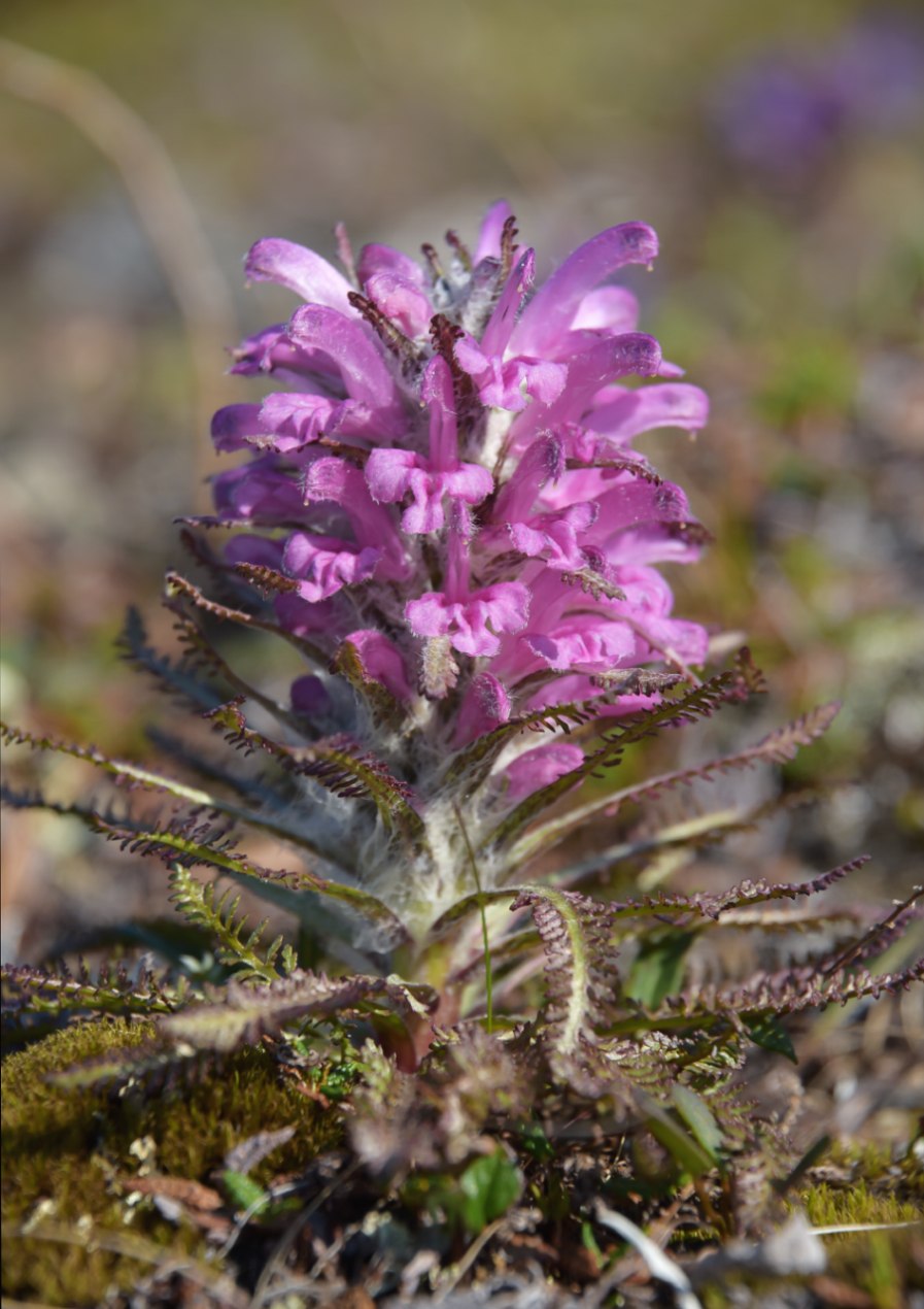 Мытник болотный (Pedicularis palustris l.)