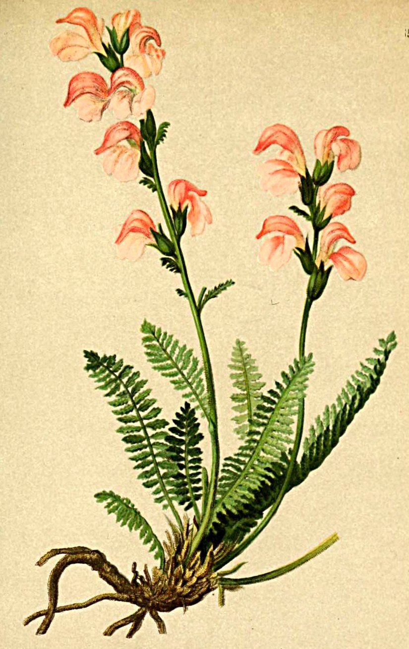 Мытник Охотский