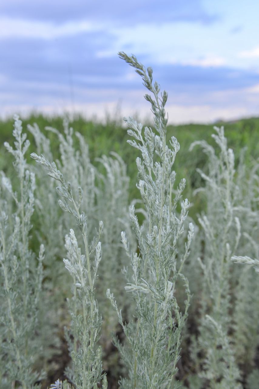 Сорняк Полынь обыкновенная