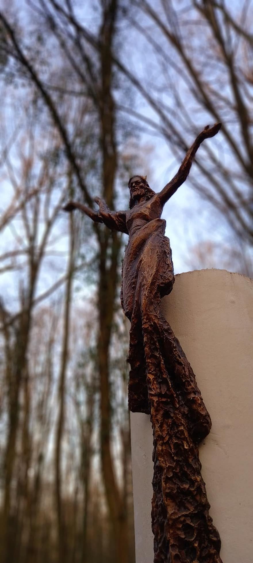 Ива белая (Salix Alba)