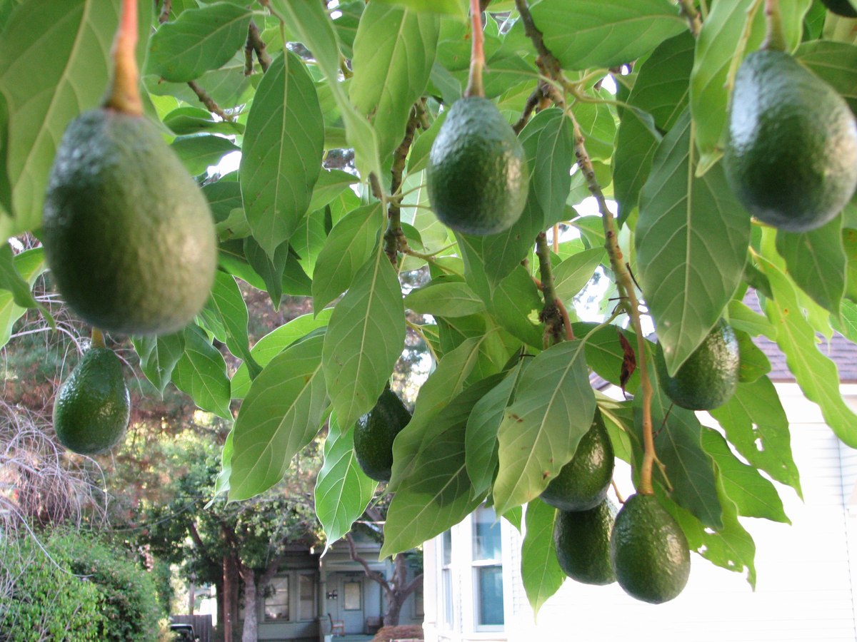 Фото авокадо выращенных в домашних условиях. Авокадо дерево. Авокадо плодоносит. Авокадо дерево прорастить. Вырастить авокадо.