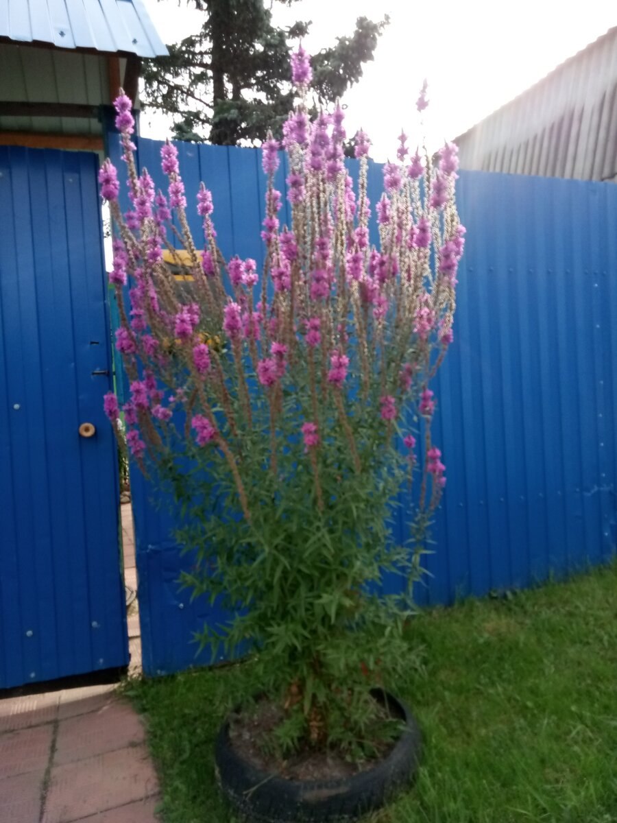 Дербенник иволистный Блаш