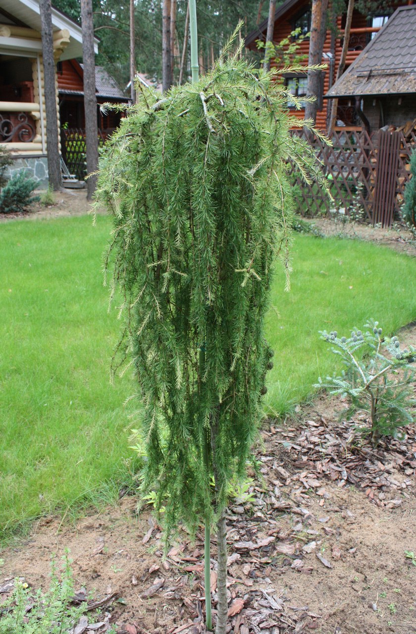 Кемпфера растение (58 фото)