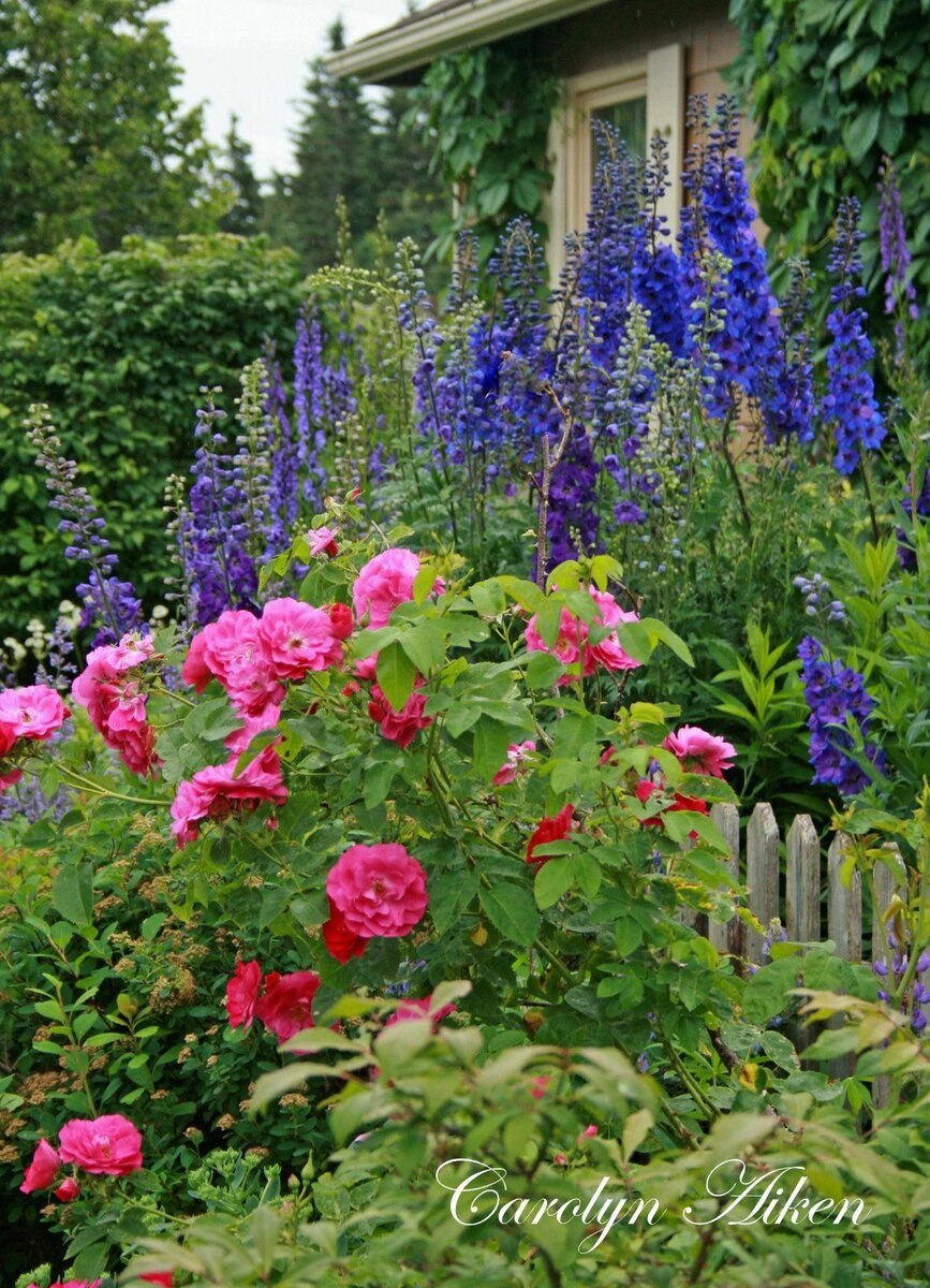 Клумба дельфиниум Люпин Мальва