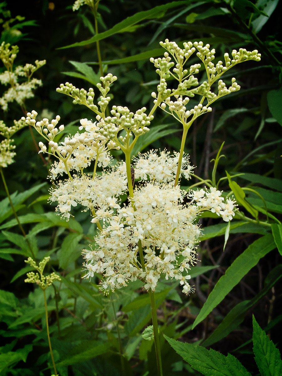 Таволга вязолистная лабазник