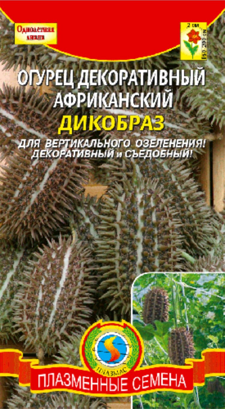 Огурец декоративный Африканский Дикобраз