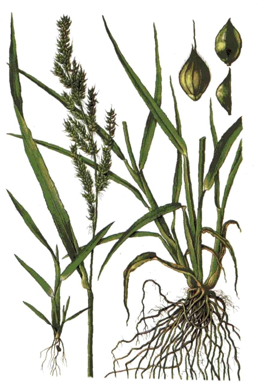 Salsola arbusculiformis