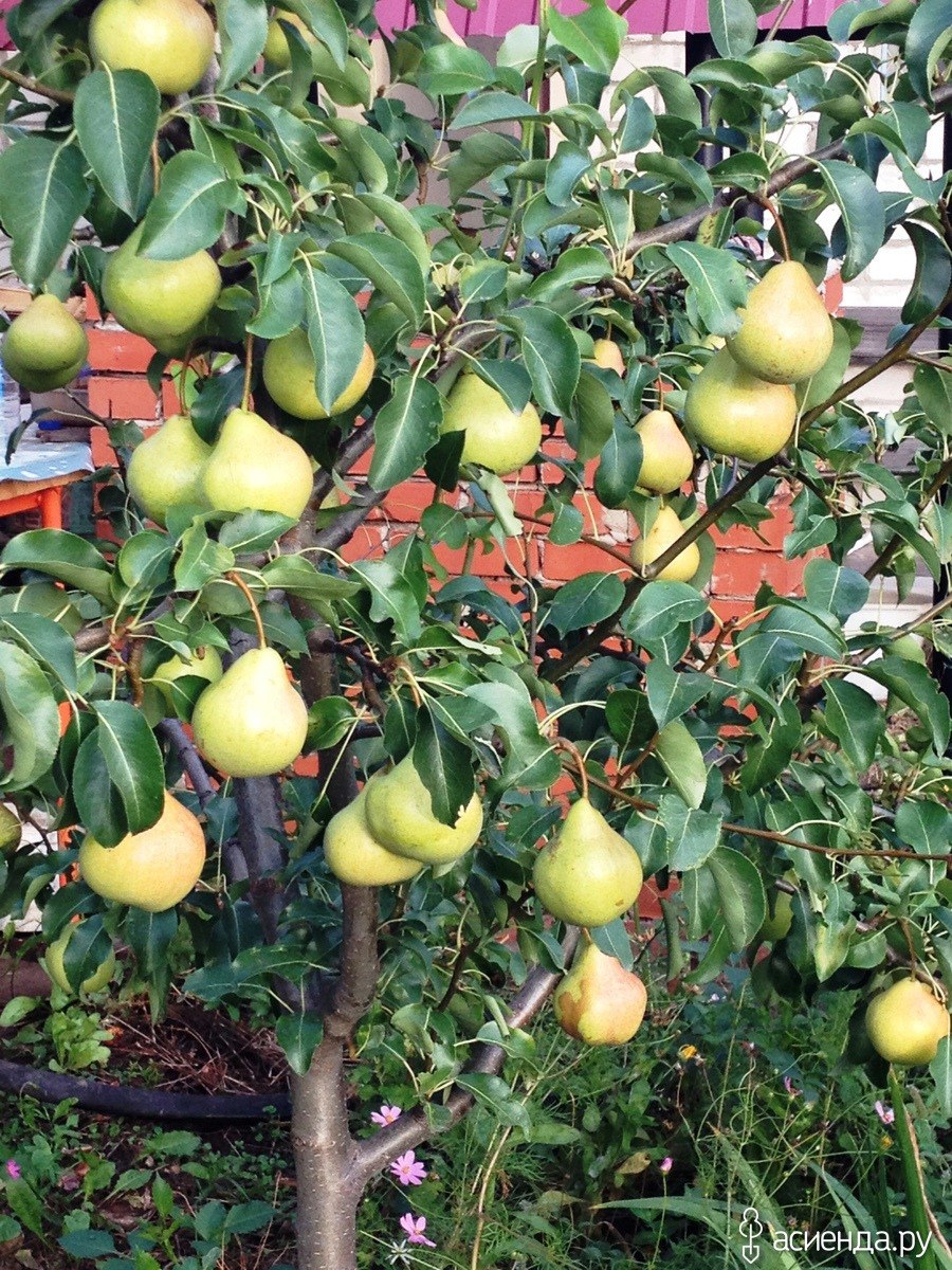 Японская груша Нэши