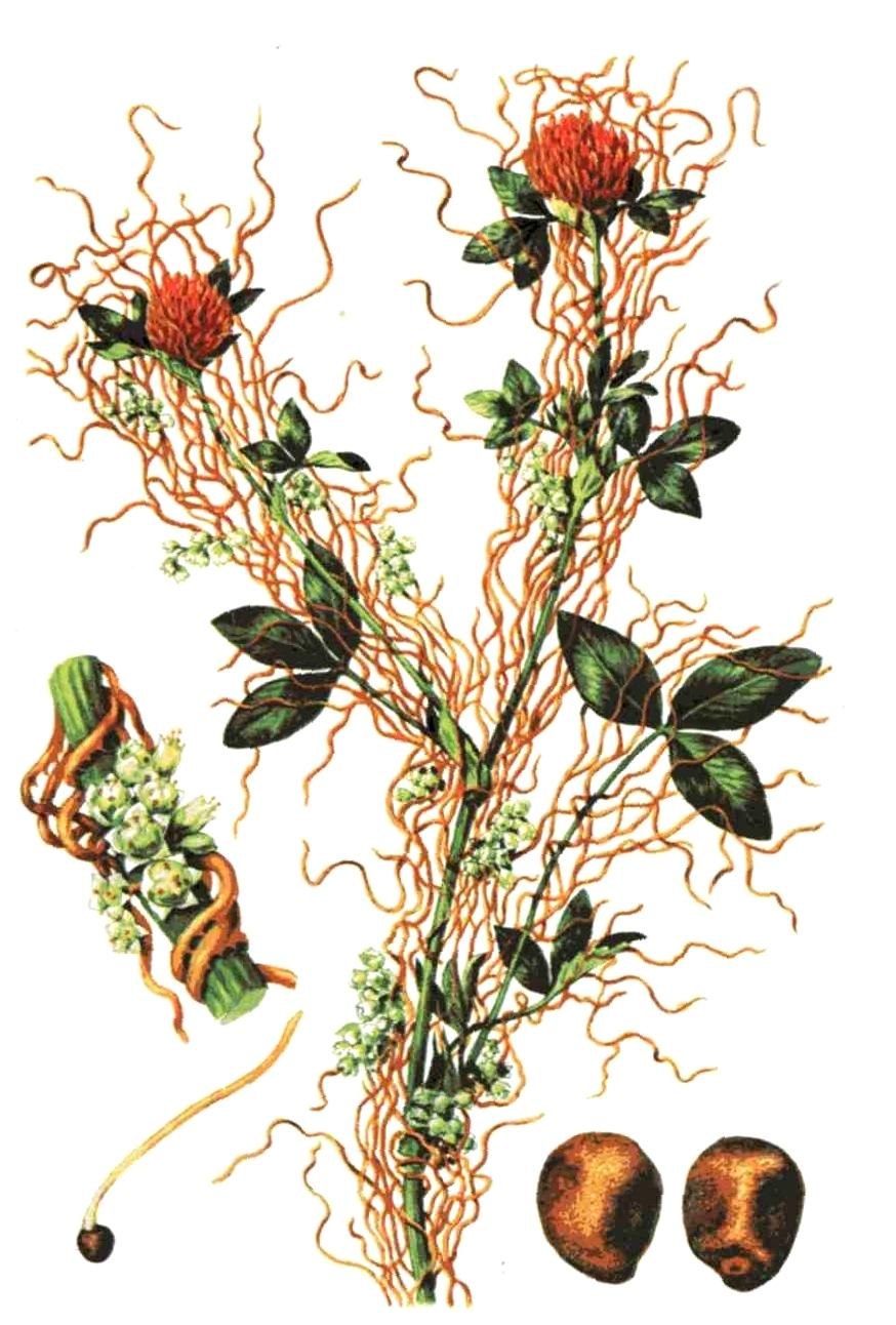 Повилика Полевая сорняк