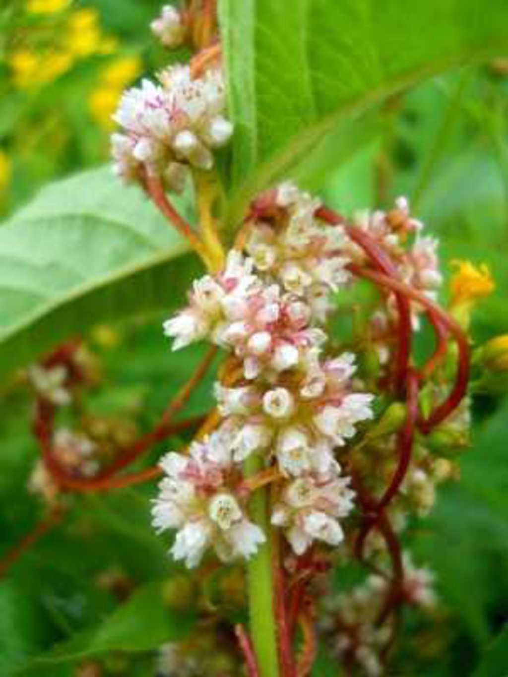 Павелика. Повилика растение. Повилика (Cuscuta). Повилика Клеверная. Повилика Полевая.