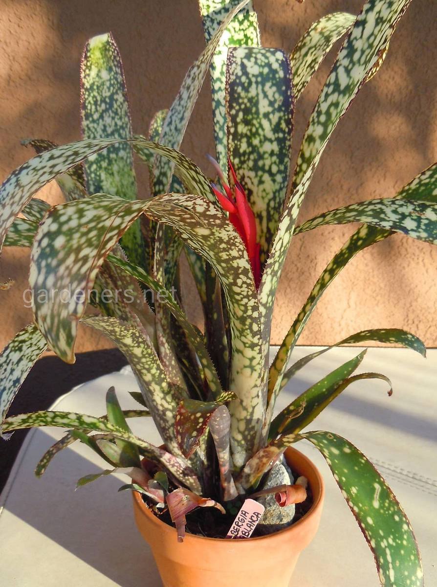 Аглаонема переменчивая (Aglaonema commutatum)