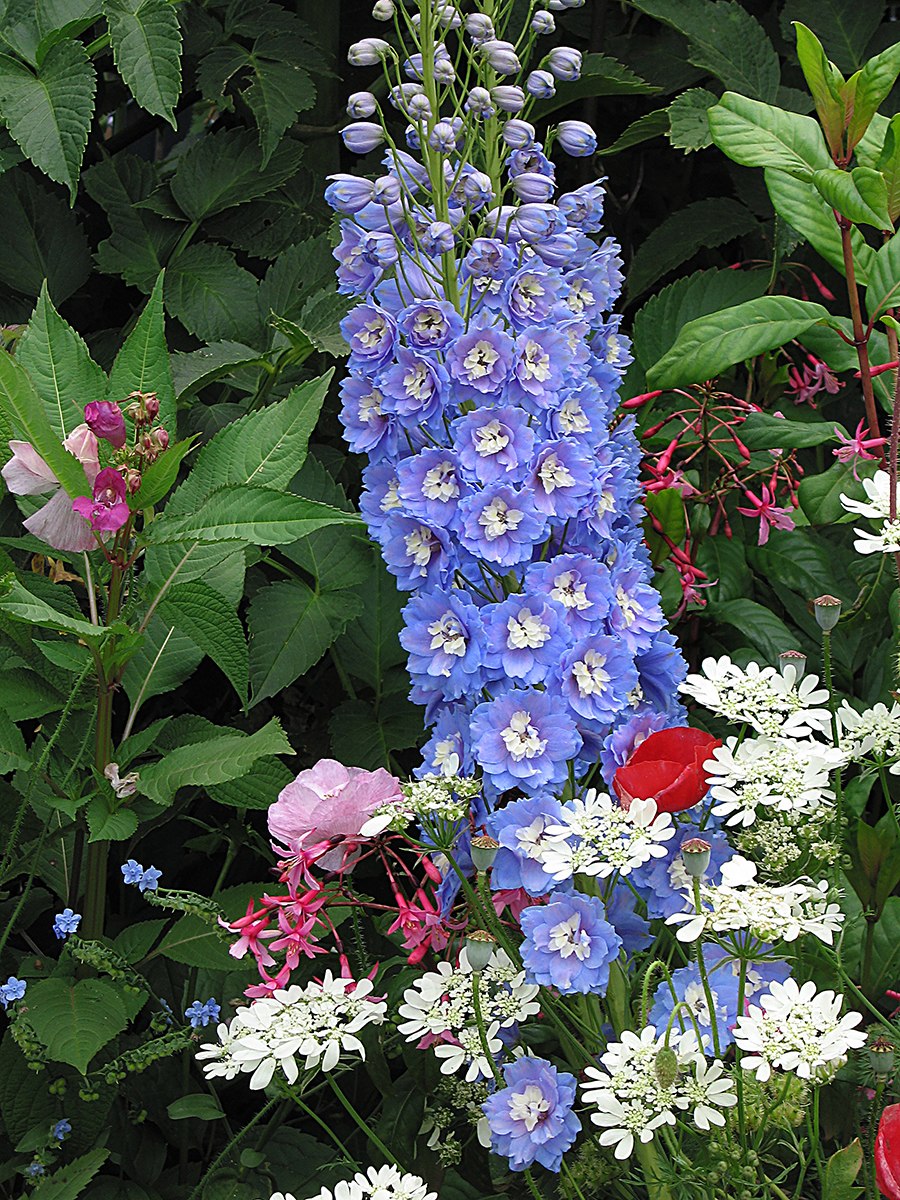 Люпин Блю Шейдс