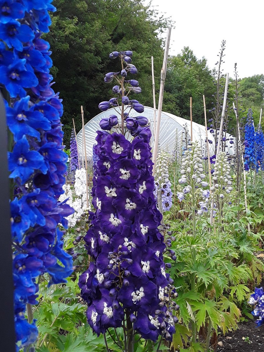 Дельфиниум Delphinium Coral Sunset