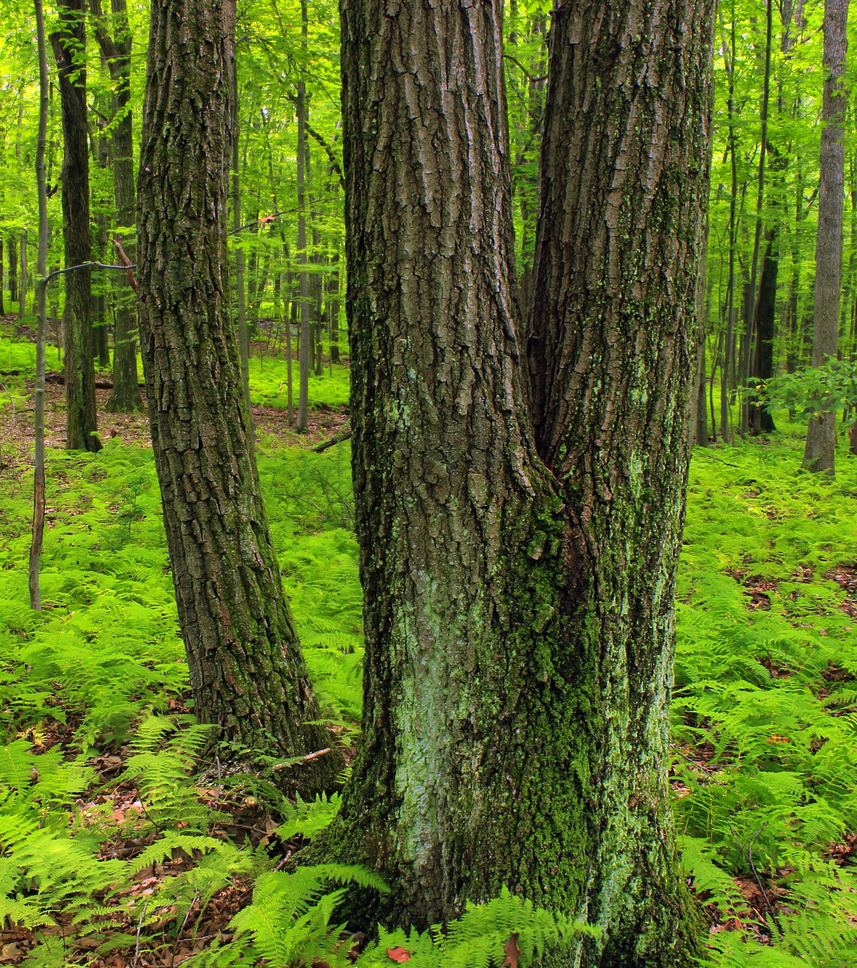 Лесной это. Широколиственные леса дуб. Широколиственный лес деревья. Широколиственный лес России.