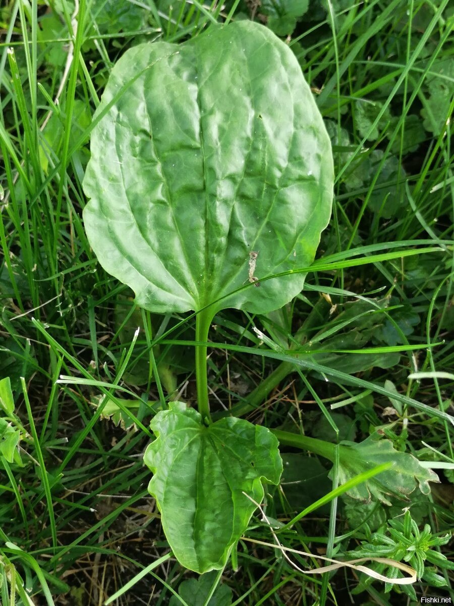 Подорожник большой