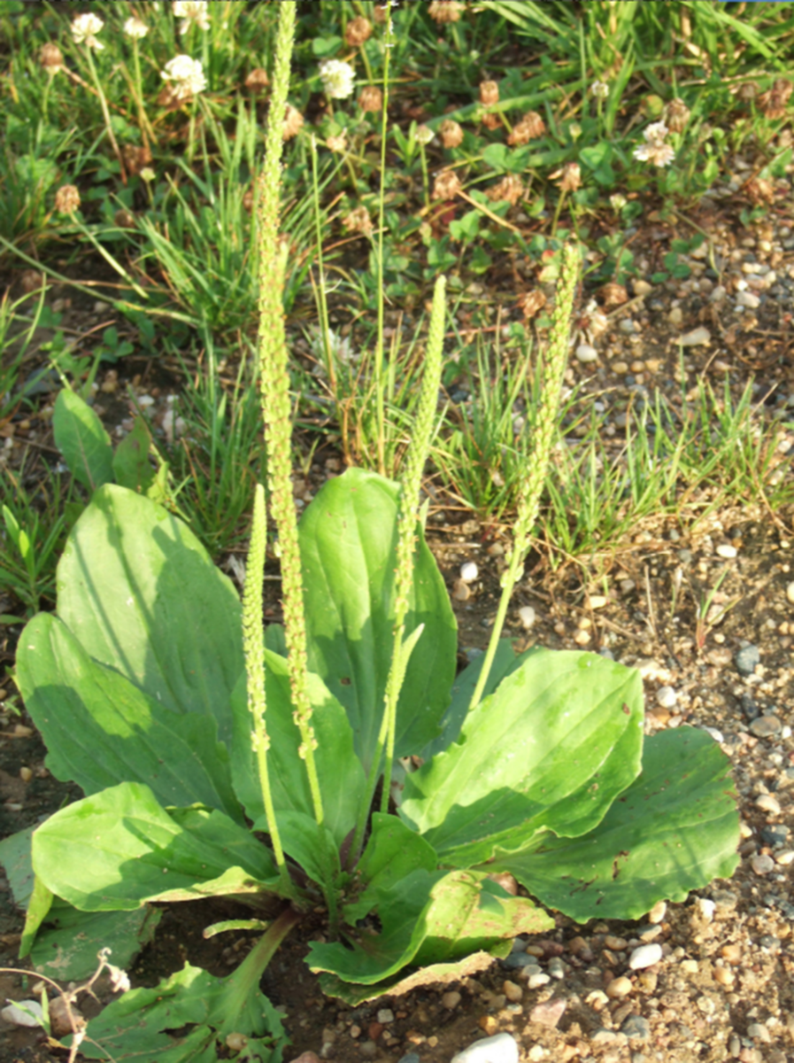 Подорожник Луговой