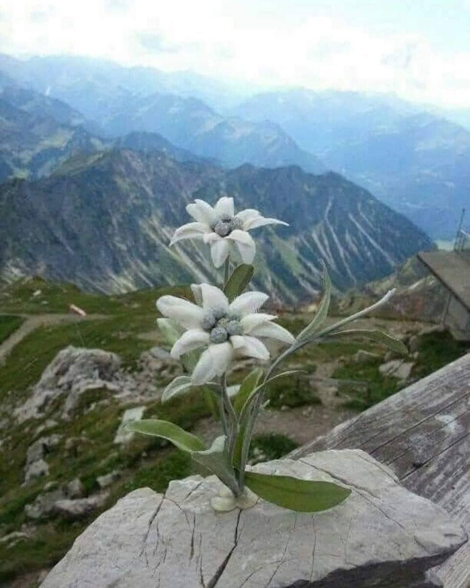 Эдельвейс Альпийский Занзи