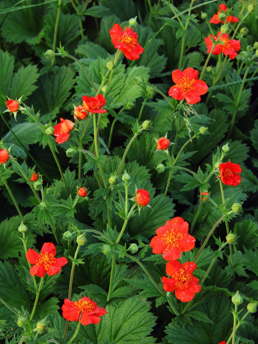 Гравилат чилийский