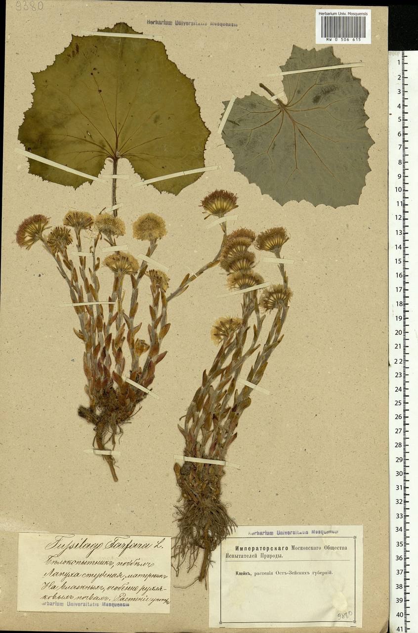 Мать и мачеха гербарий