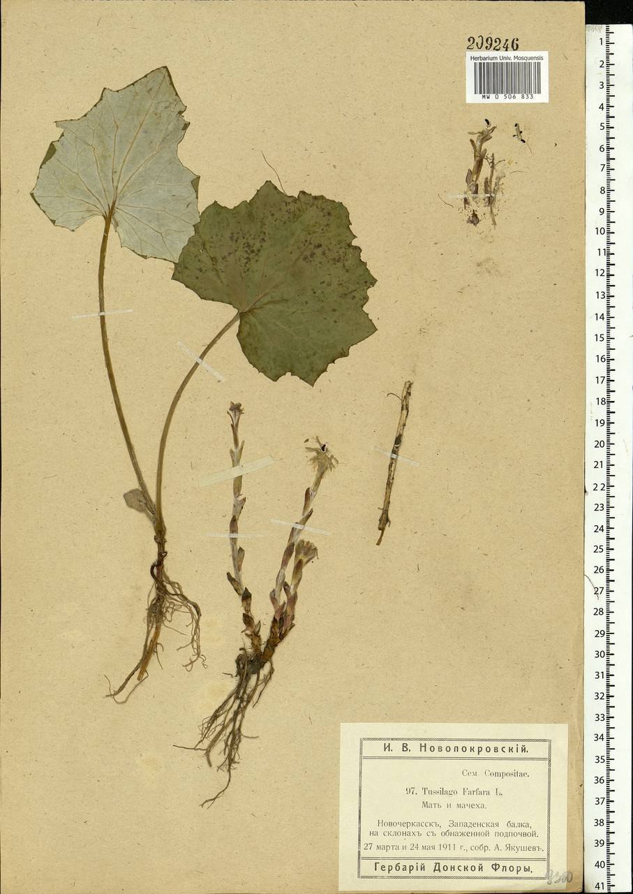 Мать и мачеха гербарий