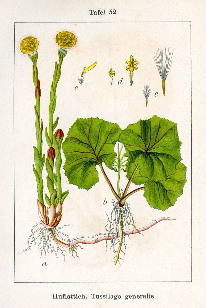 Мать и мачеха ботаника