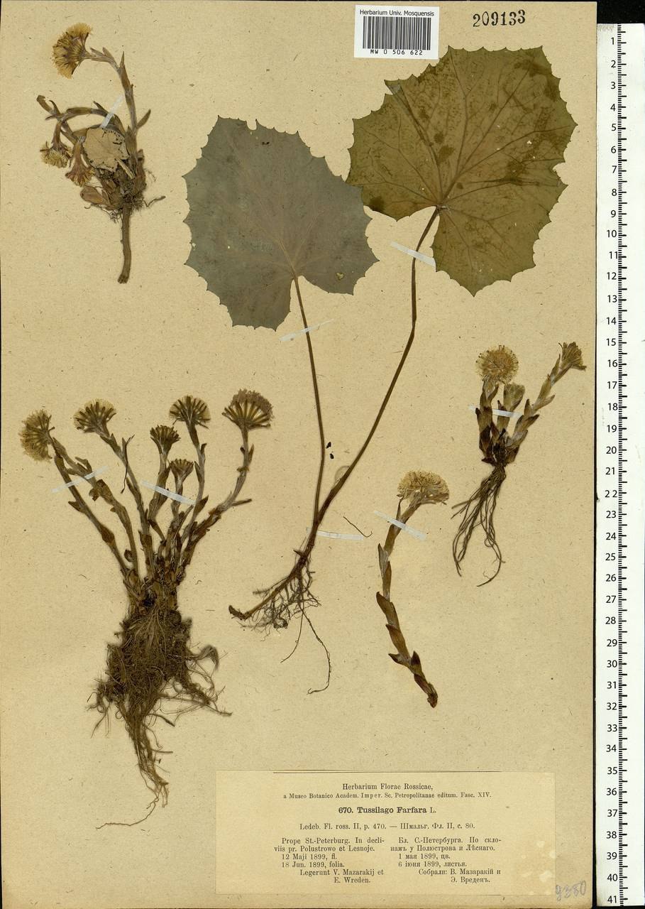 Мать и мачеха обыкновенная гербарий