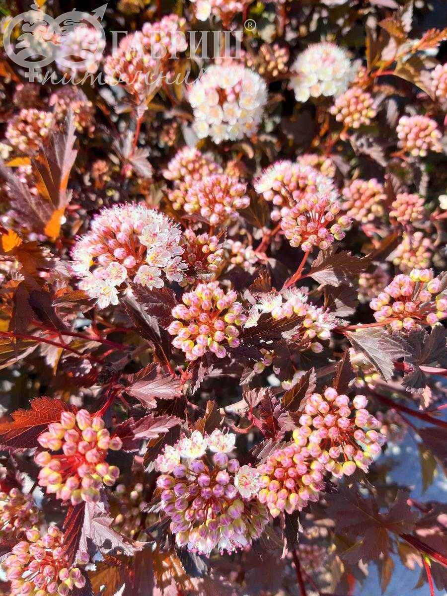 Пузыреплодник краснолистный Red Baron