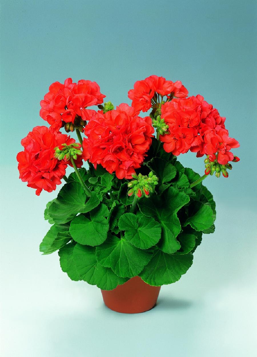 Пеларгония герань комнатная