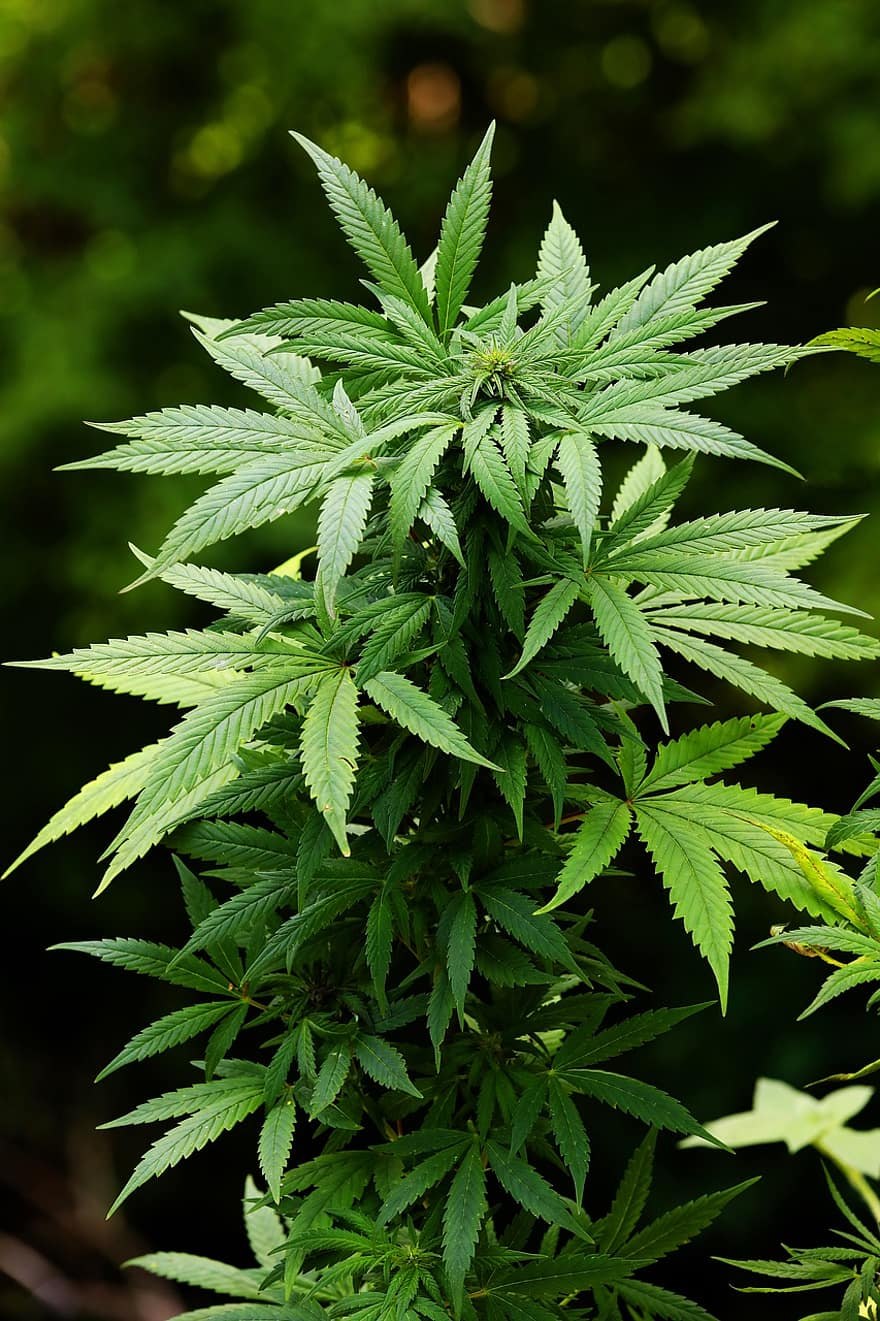 Что такое канабис канабис