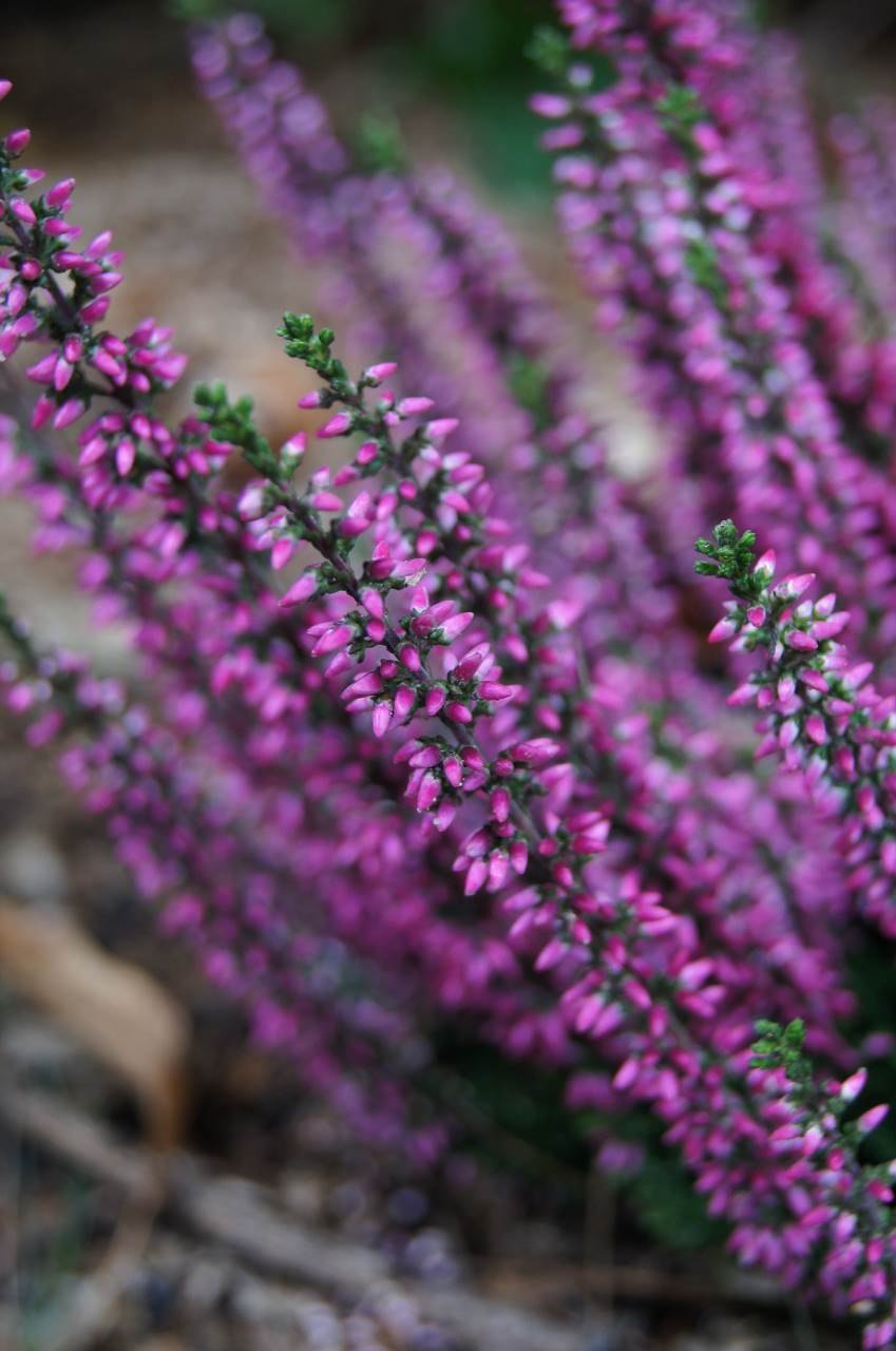 Вереск обыкновенный (Calluna vulgaris)