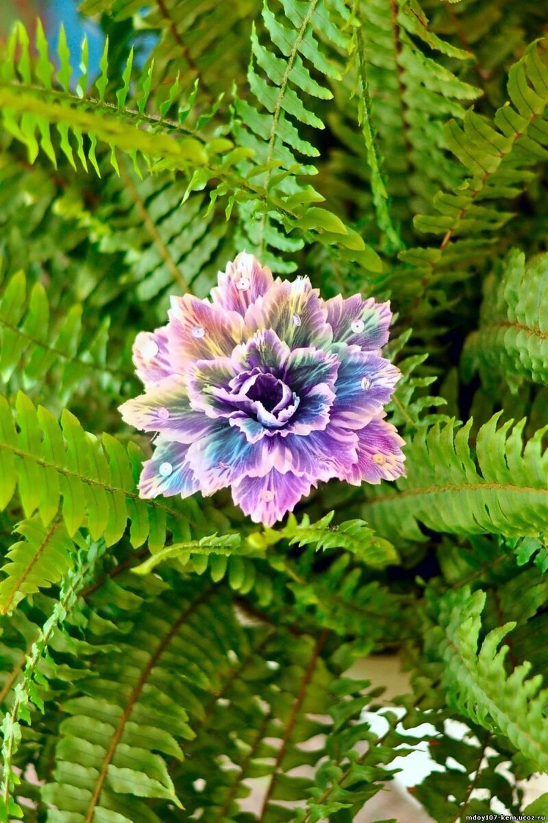 Папоротник Лесной кветка