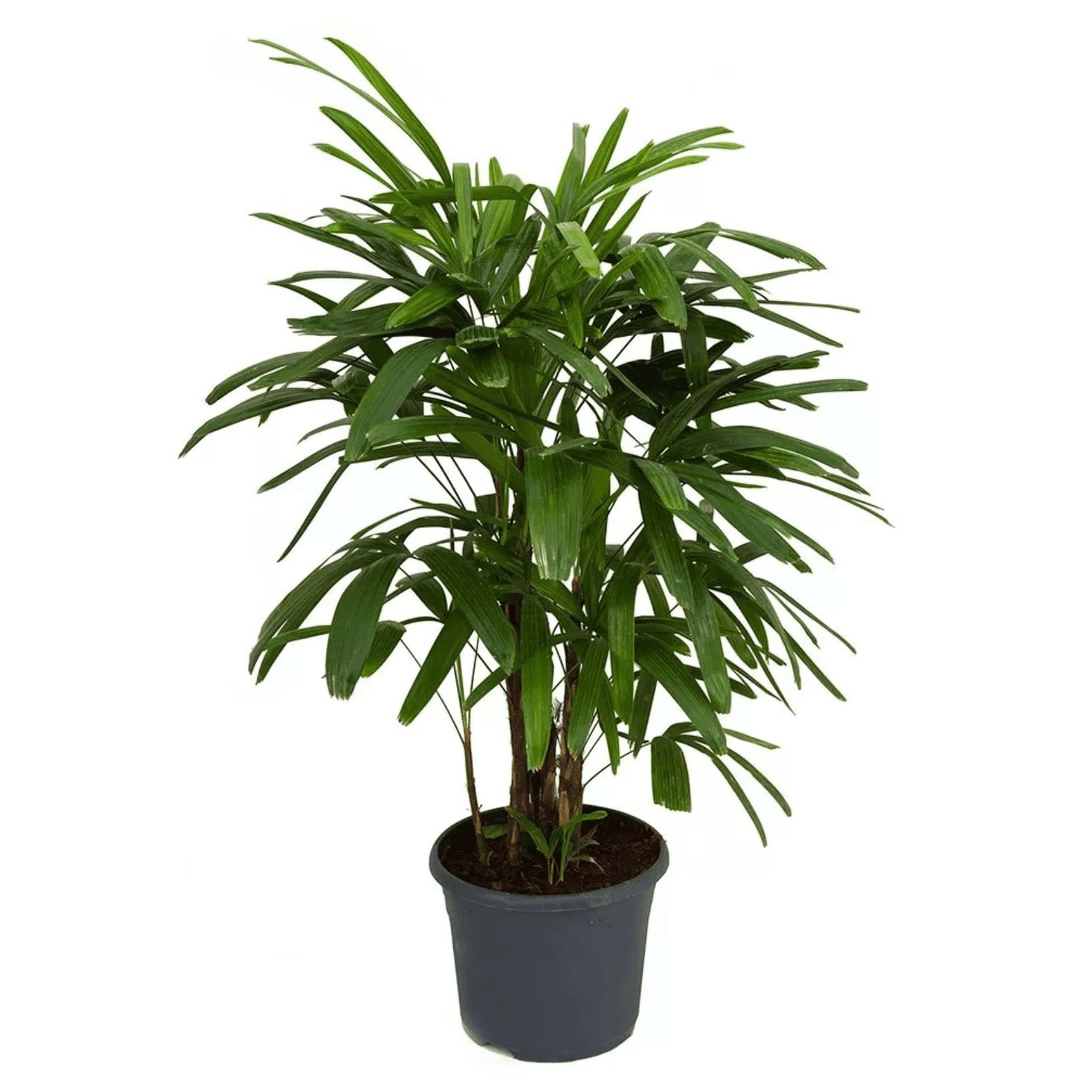 Комнатное растение название пальмы. Рапис Excelsa. Бамбуковая Пальма Рапис. Тростниковая Пальма Рапис. Рапис Пальма узколистная.