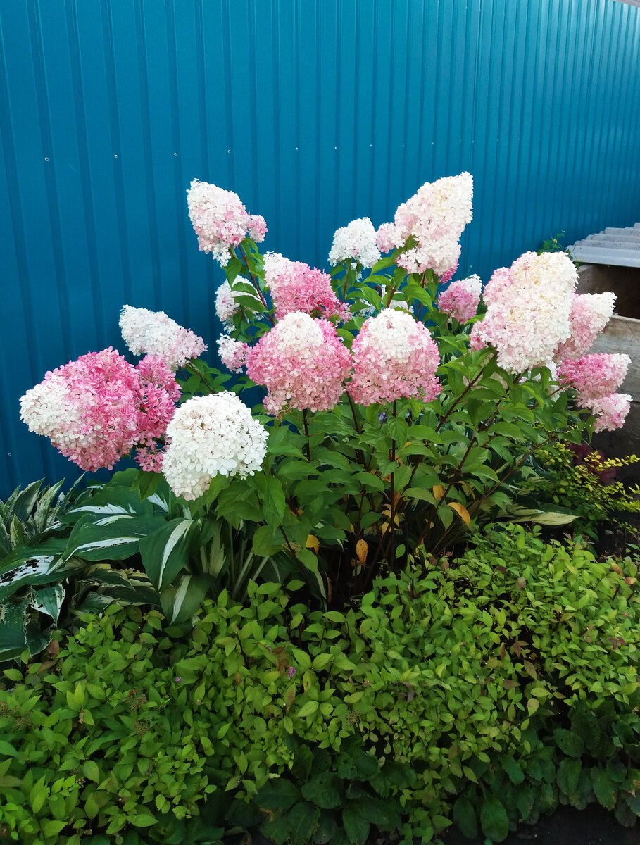 Гортензия Лаймлайт