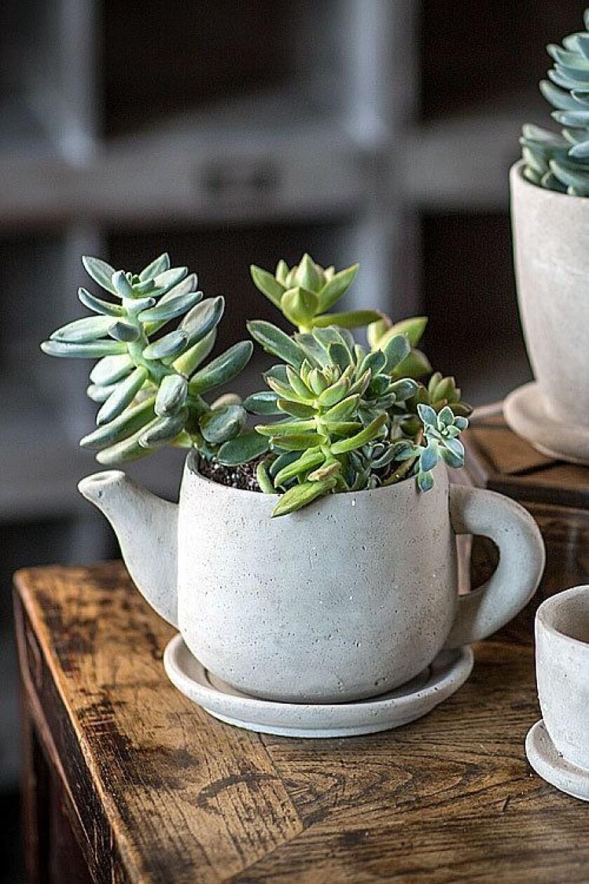 Кактусы в кружках