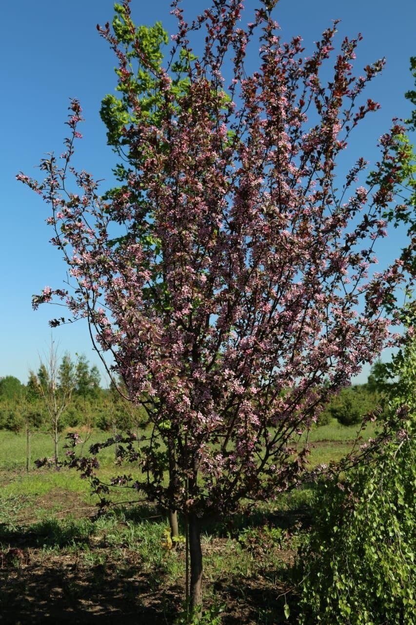 Яблоня гибридная Coccinella Malus