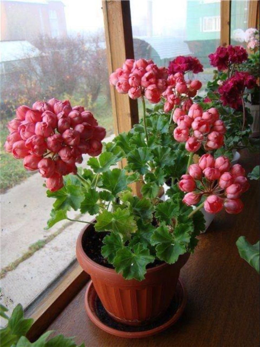 Герань тюльпановидная семена